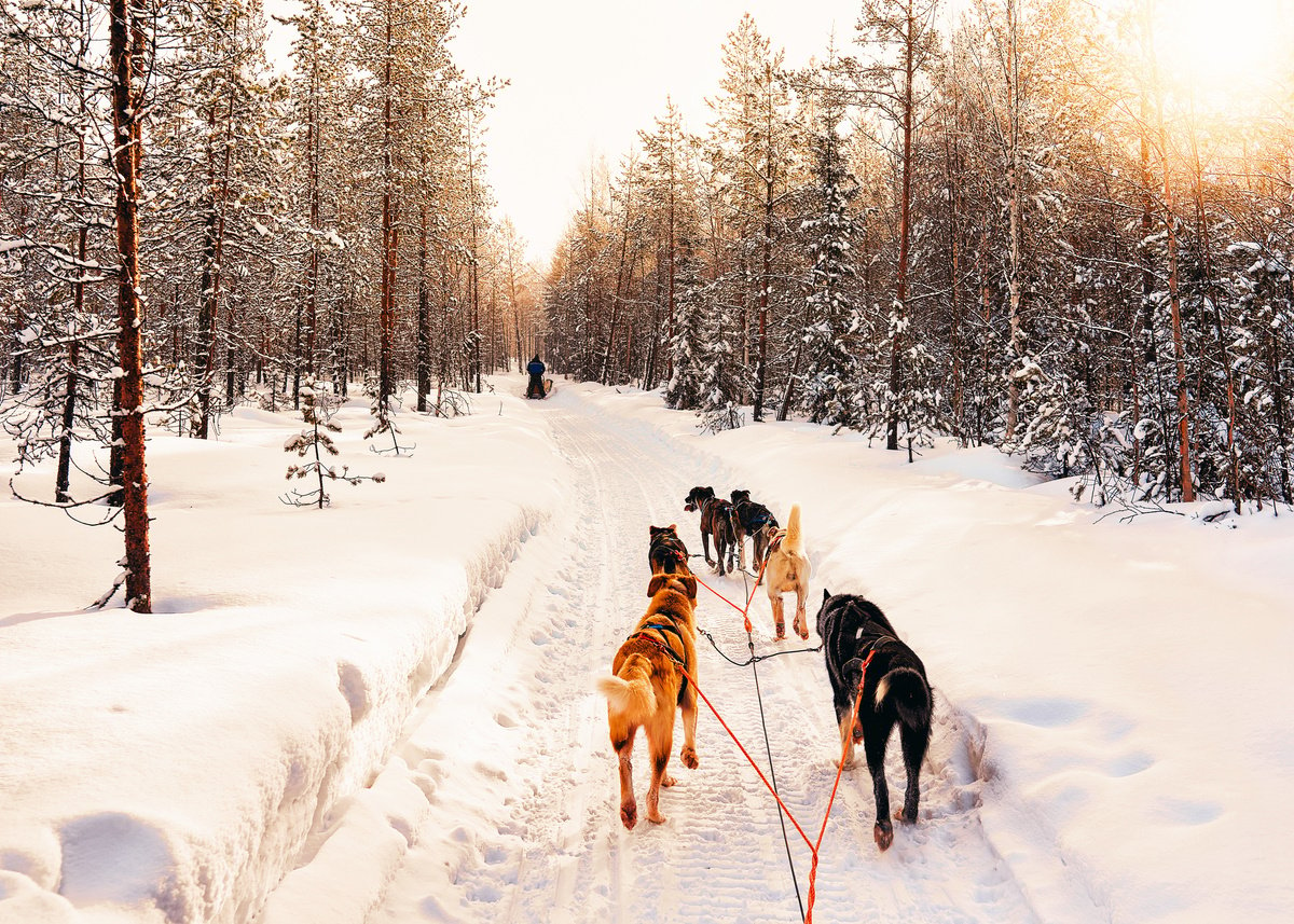 Husky Dog Sled in Lapland Winter