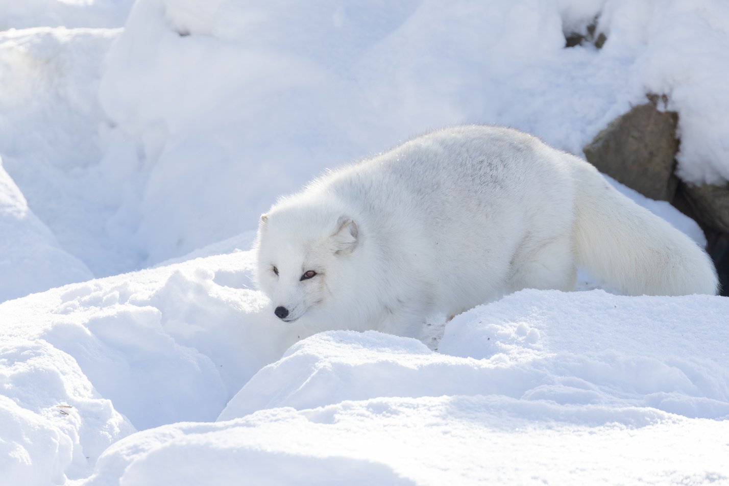 Arctic fox in winter