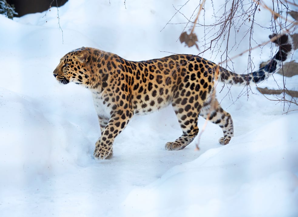 Amur leopard.