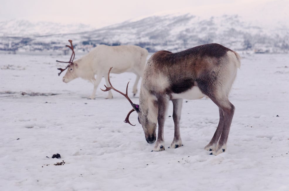 LAPONIA-LAPLAND