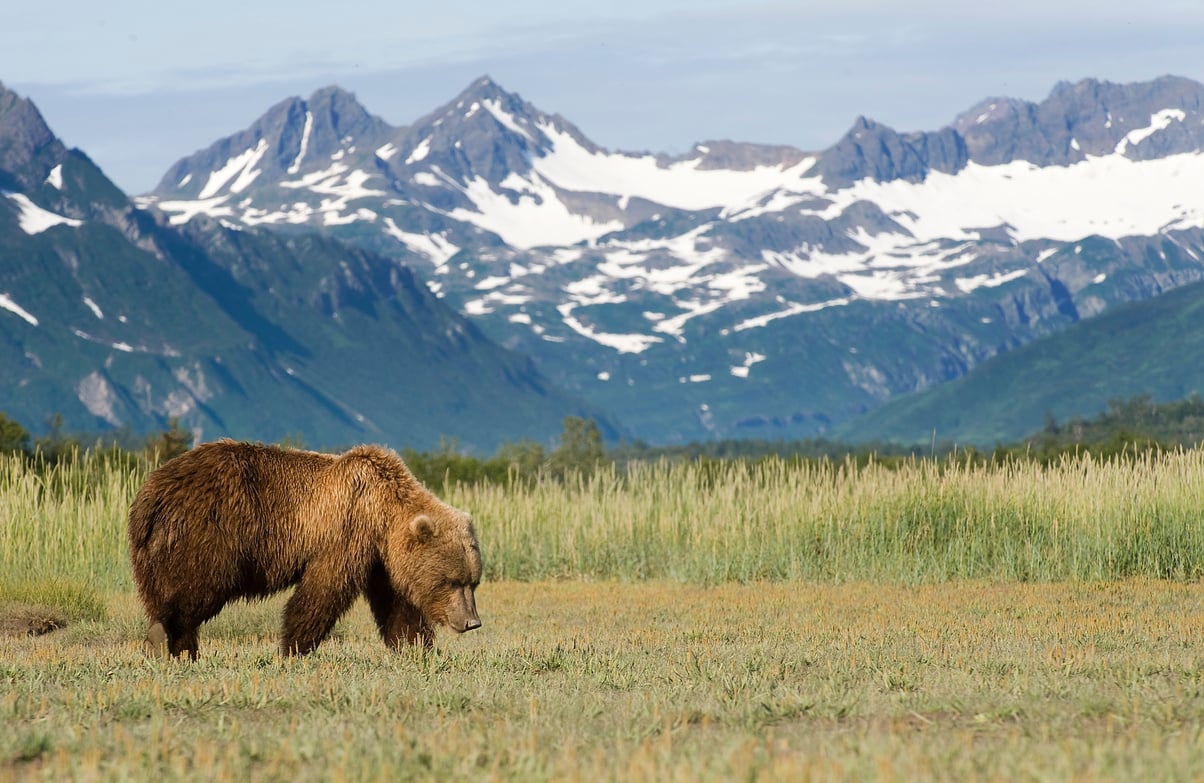 Alaska Brown Bear