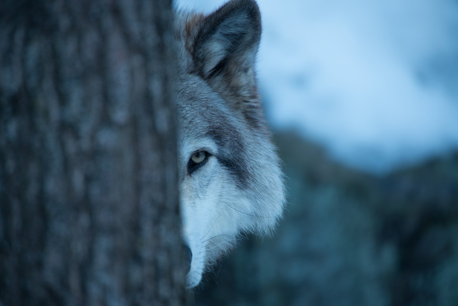 Wolf Pack in Quebec