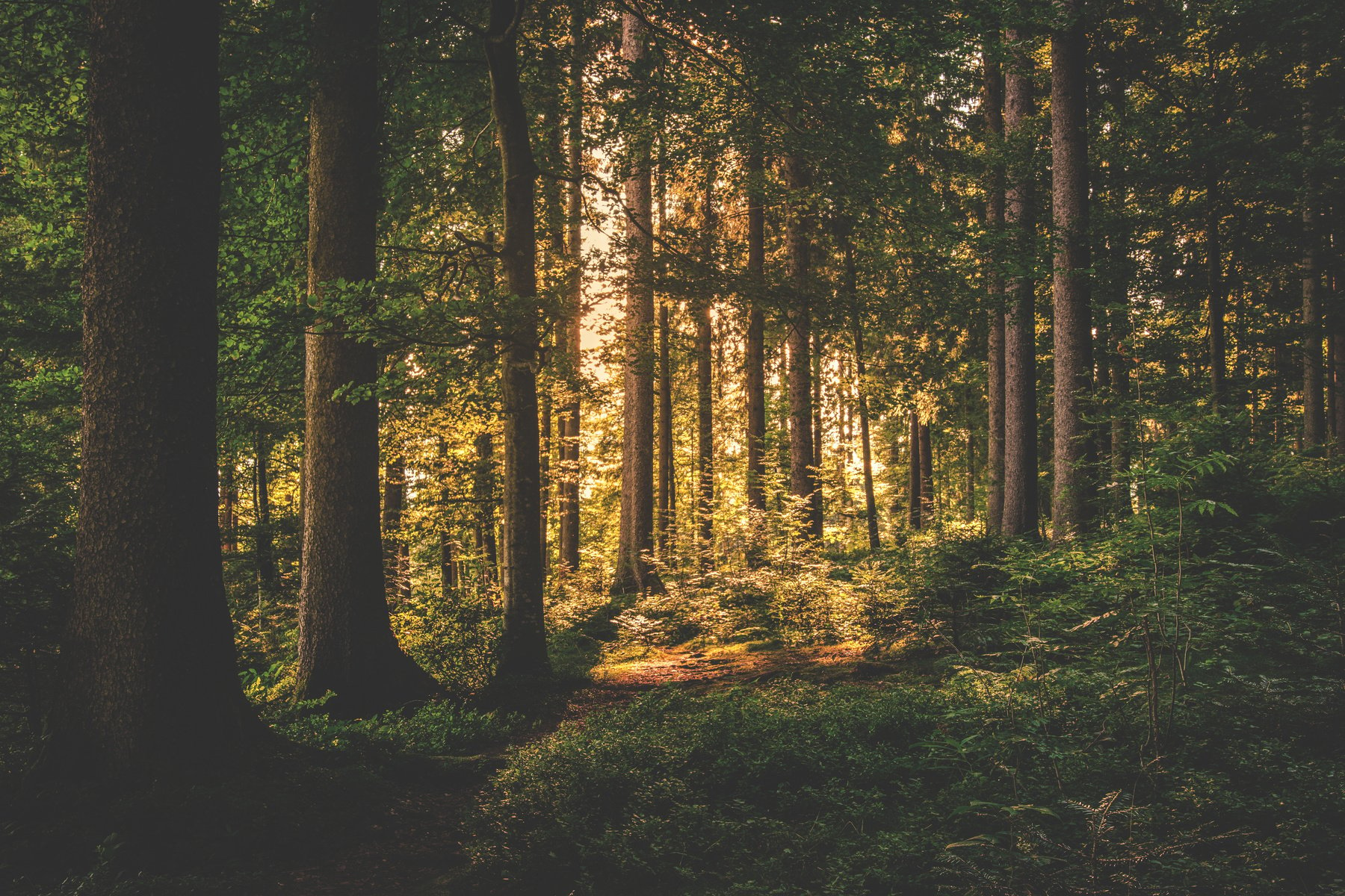 Evergreen Forest Landscape